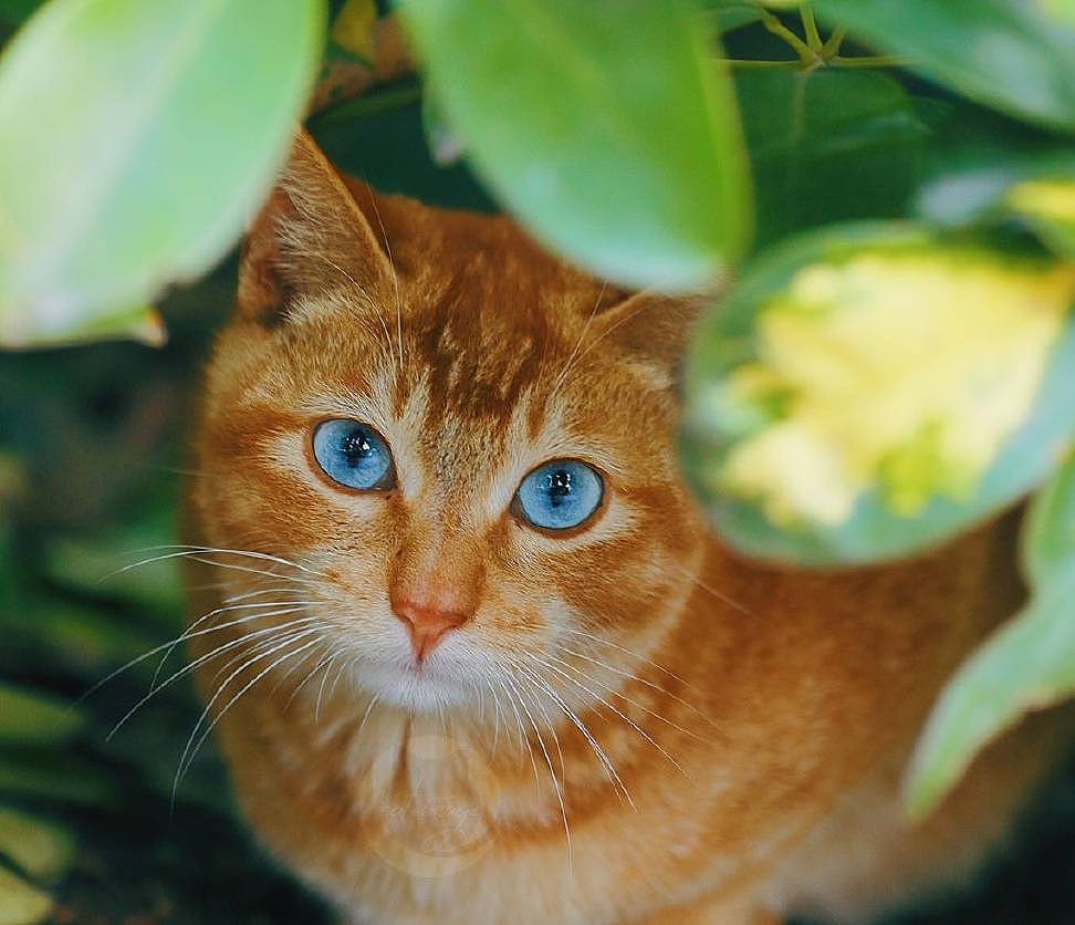 网友公园偶遇橘猫，看到后正脸后好漂亮，蓝眼胖橘还是第一次见 - 2