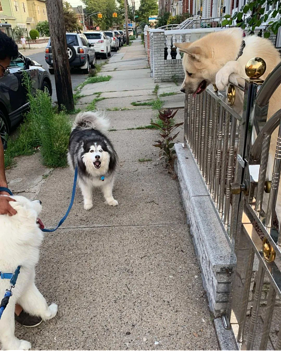感情超深的三只狗狗，每天隔着围栏喊话，萨摩耶：我来找你玩啦！ - 3