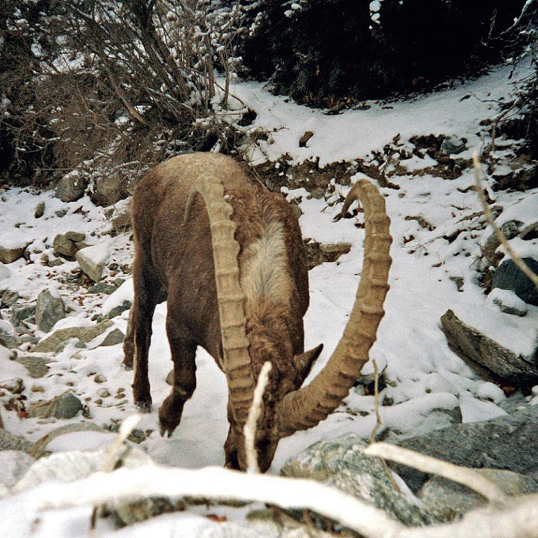 世界上最孤独的猫科动物如何追求爱情，硬汉雪豹竟也温柔似猫咪！ - 10