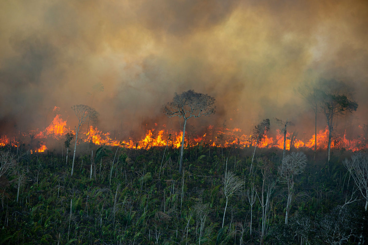 巴西亚马孙地区森林砍伐面积处于近五年来第二高水平 - 6