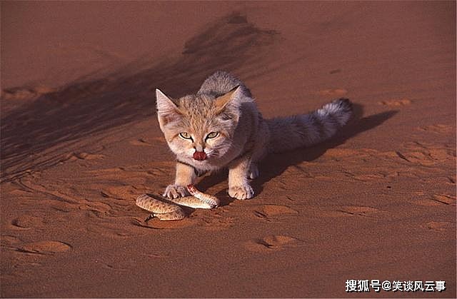撒哈拉沙漠出现沙猫，身材娇小，捕蛇比兔狲还凶猛，爱挖洞埋食物 - 3