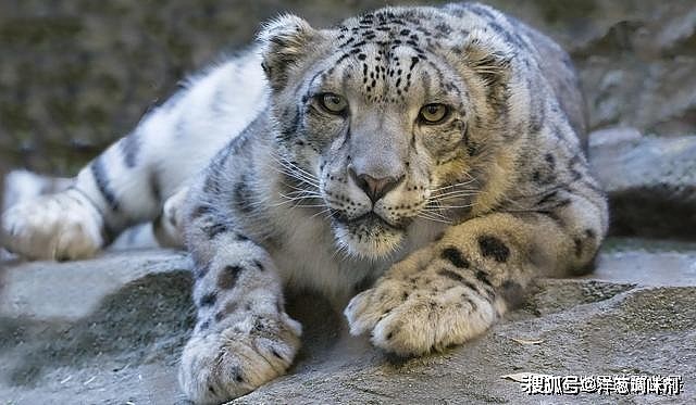 猫科动物里的“忧郁王子”，常年表情哀伤，外表却比雪豹还美 - 1