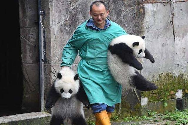 饲养员发现少了一只熊猫，抬头一看两腿发抖啊：我滴个亲娘啊 - 1