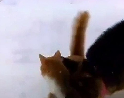 狗狗环顾四周没人，把橘猫的头摁进雪地里就跑，走前还亲了它一下 - 1