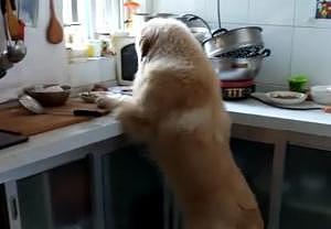 当你的家里有一个狗子，而你忘记关厨房门的时候，就出现了下面的一幕 - 1