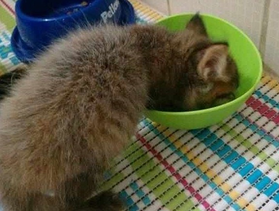 网友在垃圾袋里捡到一只全身湿漉漉的小奶猫，果断带回家！ - 3