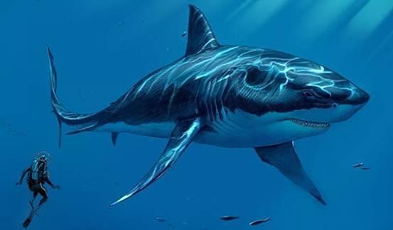 “巨齿鲨”还活着？夏威夷海域发现一条巨型鲨鱼，实在是太大了 - 2