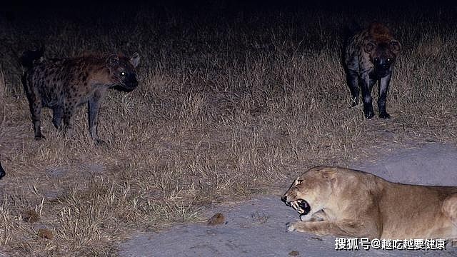 五只鬣狗就够雌狮喝一壶的了，那八只鬣狗能够把老虎打一顿吗？ - 1