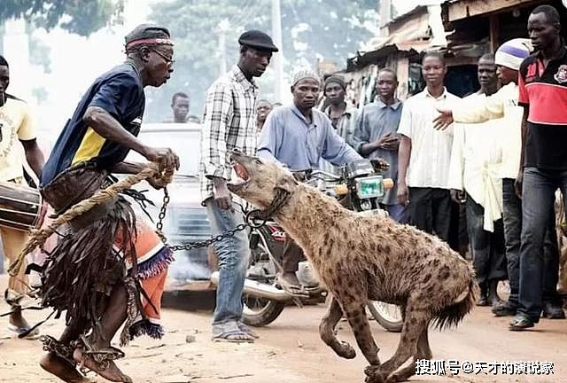 非洲人能“驯服”鬣狗？怪不得连狮子都不怕的它，看到非洲人就跑 - 8