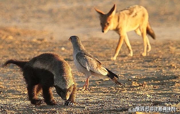 胡狼那么小，为何常从狮子鬣狗那里抢走食物？它只用了这一招 - 5