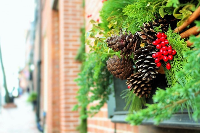 christmas_decorations_xmas_decorations_pine_cones_mistletoe_pinecones_green_leaves_pine_needles-655349.jpg!d.jpg