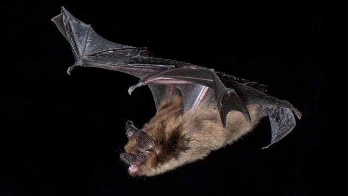 Big-Brown-Bat-Eptesicus-fuscus-777x437.jpg