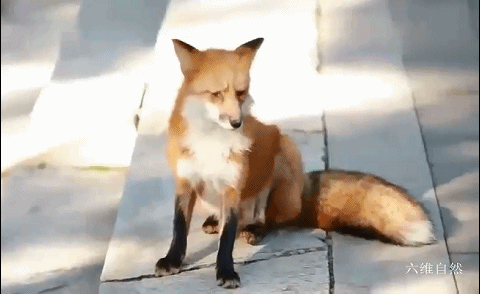 北京潭柘寺出现一只不怕人的赤狐，成为网红“灵狐”，疑似人工养殖的狐狸 - 6