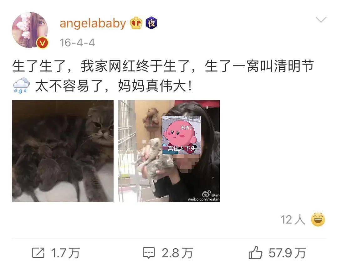 黄晓明baby离婚？他们养的折耳猫咋办？ - 8