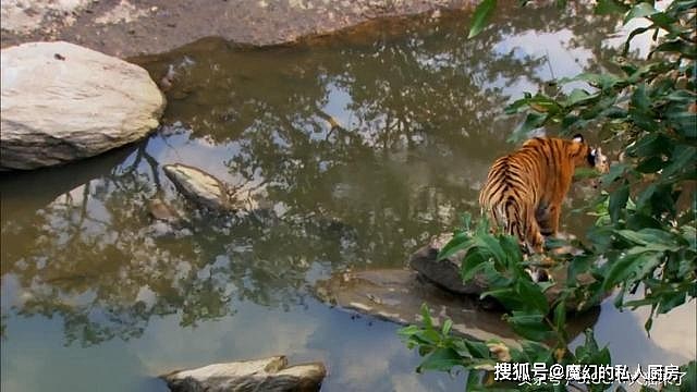 老虎认识自己的影子？一只孟加拉虎过河时被自己倒影吓得夺路而逃 - 6