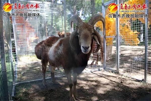 乌鲁木齐市植物园萌宠乐园开放啦~羊驼、柯尔鸭……“萌宠”一夏 - 3