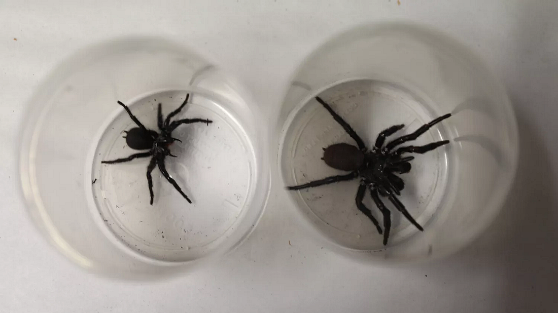 澳大利亚一动物园收到一只漏斗网蜘蛛：大小跟狼蛛旗鼓相当 - 2