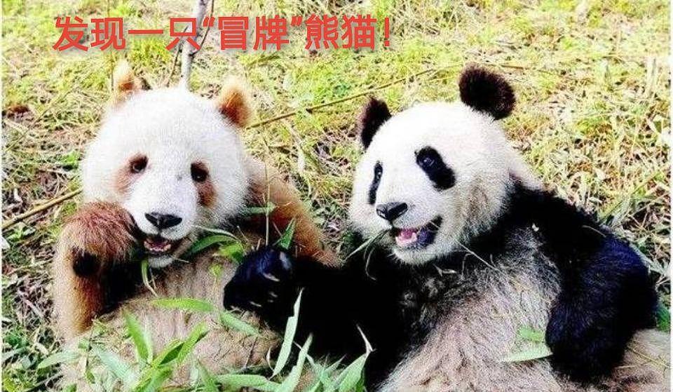 别说彩照，这只熊猫连黑白照都拍不了，但如今已换了一身“金装” - 14