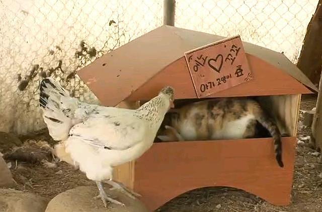 猫妈带4只小猫“拜访”鸡舍，让母鸡照顾小猫，它倒成了甩手掌柜 - 6