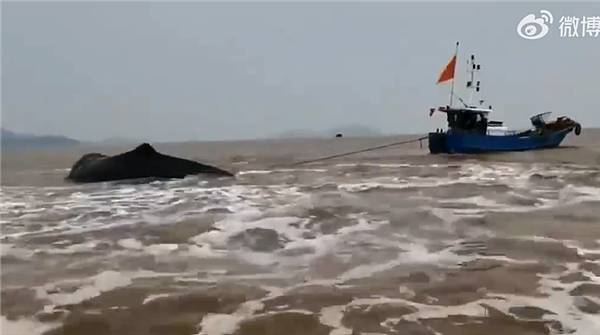 浙江象山石浦海域有鲸鱼搁浅：目测超10米 - 2
