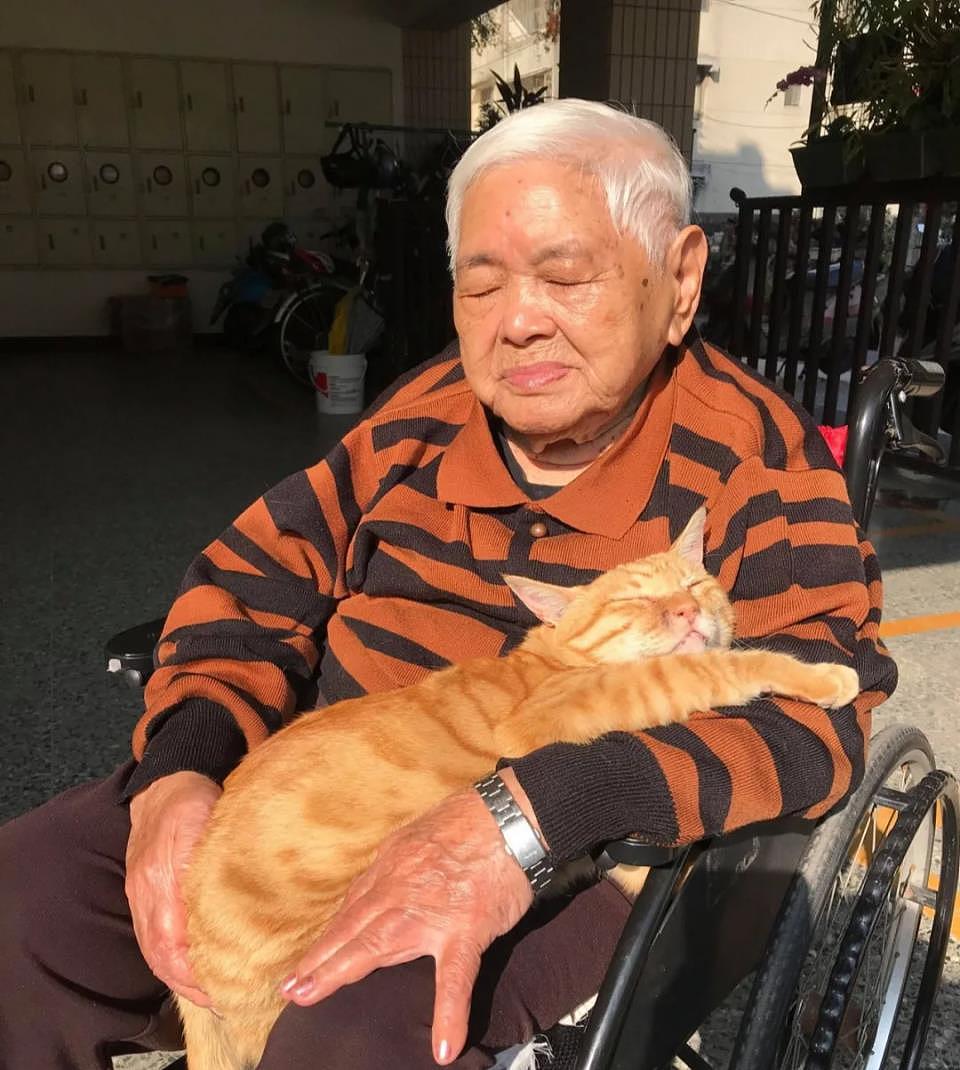 93岁奶奶靠轮椅代步终日厌世，遇橘猫后性格转变，全家都感谢它 - 6