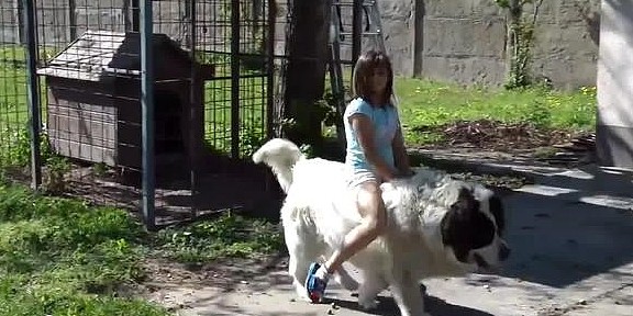 狗狗体形庞大如温柔巨人，小女孩把它当马骑 - 4