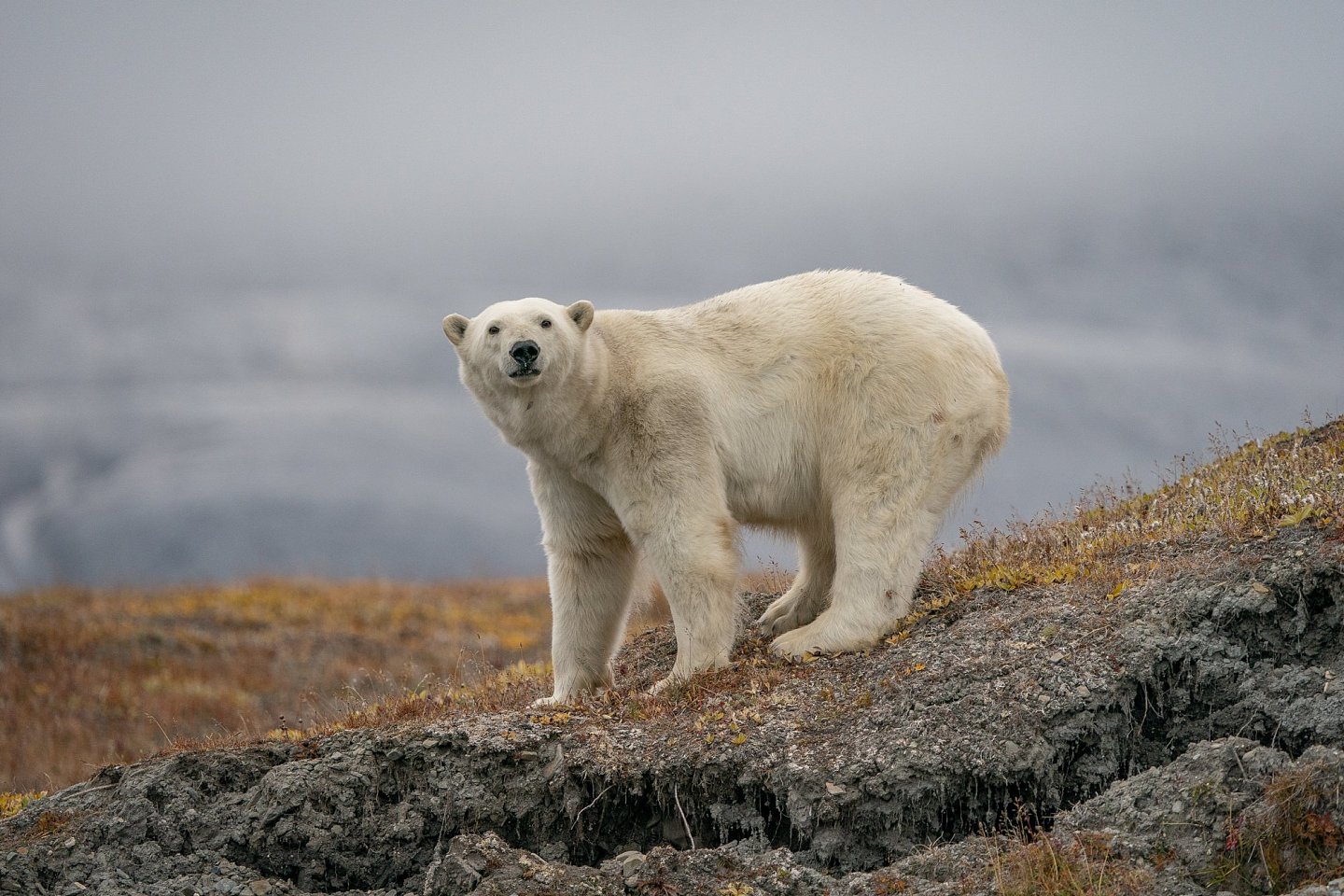 [组图]北极熊占领了废弃岛屿并搬进了空房子里 - 21