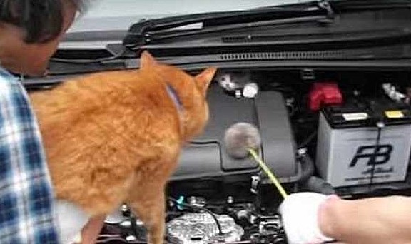 小奶猫藏车里不出来，车主借来了邻居的橘猫，没想到还真管用 - 2