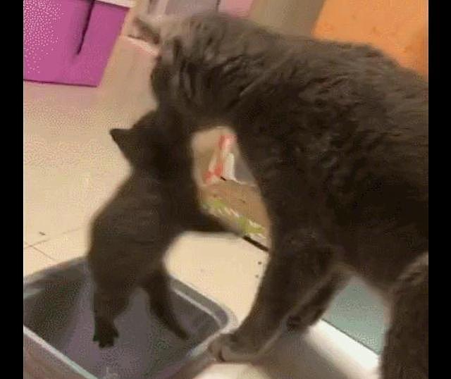 猫妈把小猫叼进垃圾桶, 意识到不对后才连忙去找, 一孕傻三年啊! - 1