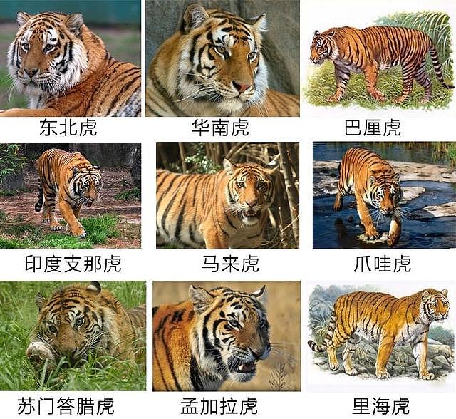 成年壮硕公野猪，和东北虎之间谁的战斗力更强一些？ - 1