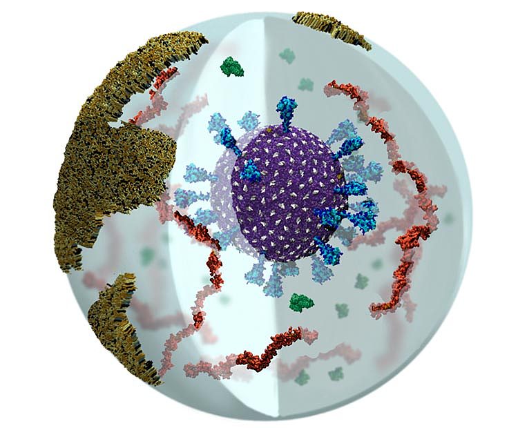 科学家首次在气溶胶内建立德尔塔新冠变种病毒模型 - 2
