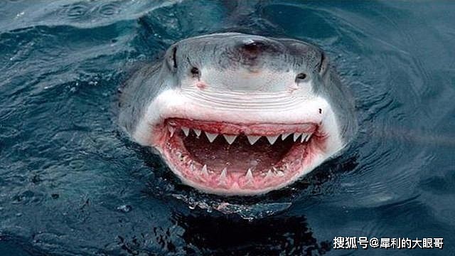 如果见到鲨鱼就揍，鲨鱼是否会演化出，见人就跑的特性？ - 10