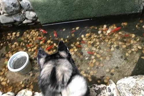 自从家里鱼池养了鱼，结果哈士奇就整天这样守在鱼池边上~尴尬 - 2