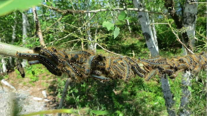 Forest-Tent-Caterpillars-scaled.jpg