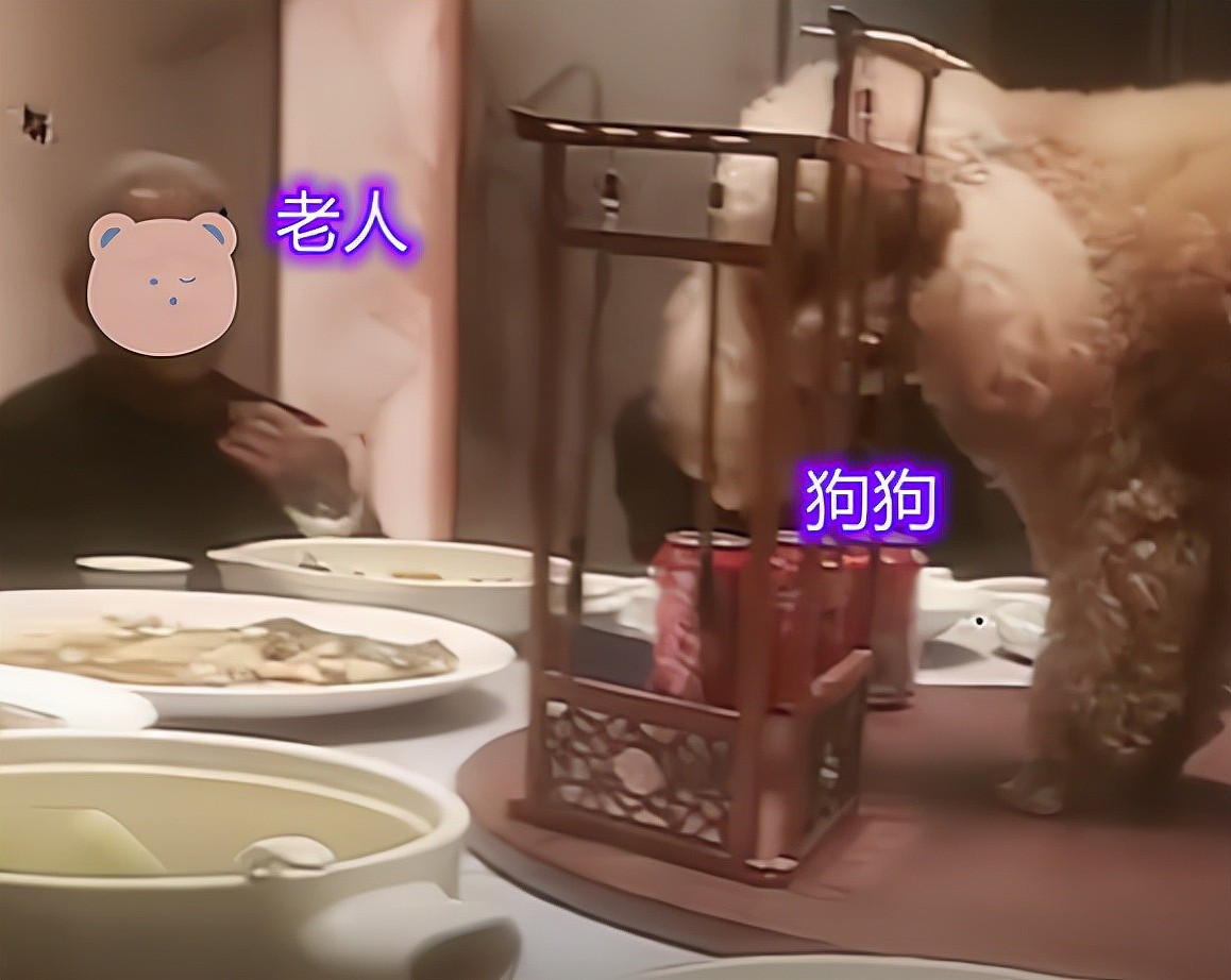 给狗狗庆生？巨型贵宾犬坐在饭桌中间吃菜，一大家子人陪着胡闹 - 5