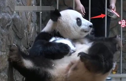 用盆盆奶换熊猫幼崽，网友表示很简单，梅奶妈：你来试试？ - 2