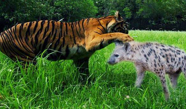 真实记录母老虎大战鬣狗，在丛林之王面前，鬣狗简直不堪一击 - 4