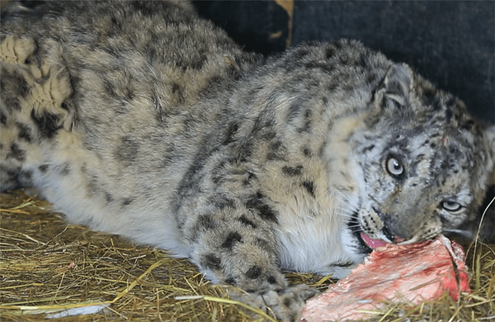 玉树一只雪豹1岁失去母亲，连旱獭都抓不到，捕食时被野狗咬伤 - 7