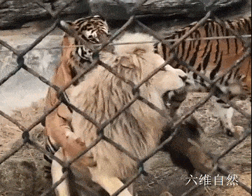 北京野生动物园中一头老虎欺负白色雄狮，被一只狗吠了几下，老虎就被吓走 - 4