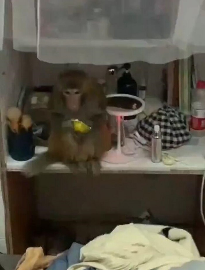 两只猴子闯入女生寝室“大闹天宫”：吃吃喝喝、拿走玫瑰花 - 1