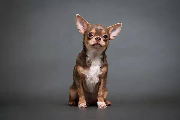 百科 | 吉娃娃，世界上最小的纯种犬 - 6
