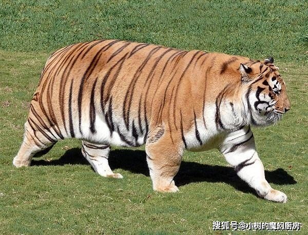 老虎能有多胖？如果把胖虎放归山林会怎样？ - 1