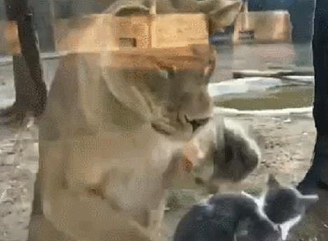 铲屎官带猫咪去动物园, 猫与狮子对视, 狮子接下来的举动笑哭主人 - 3