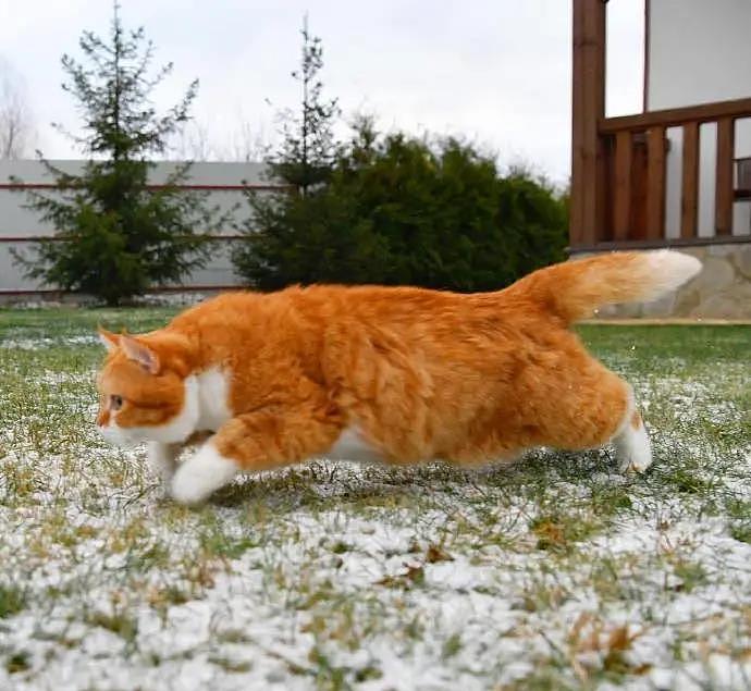 大橘被收养后逆袭成网红猫，被网友称为“梦中情猫”，吸粉无数 - 11