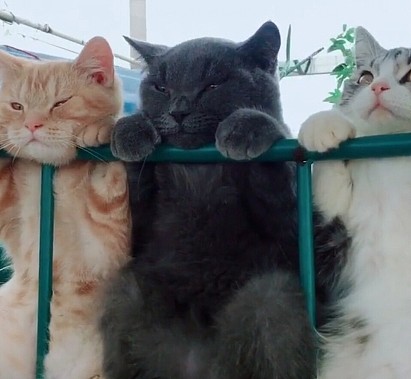 三只猫在晒太阳，黑猫的表情亮了，路人：报告！有只猫“笑里藏刀” - 3