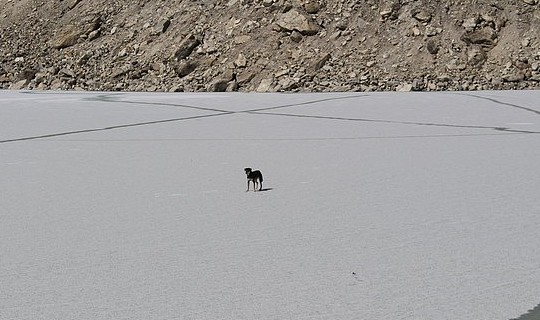 喜马拉雅山第一犬！狗狗陪伴登山队攻顶7千米高峰，结局超暖！ - 3