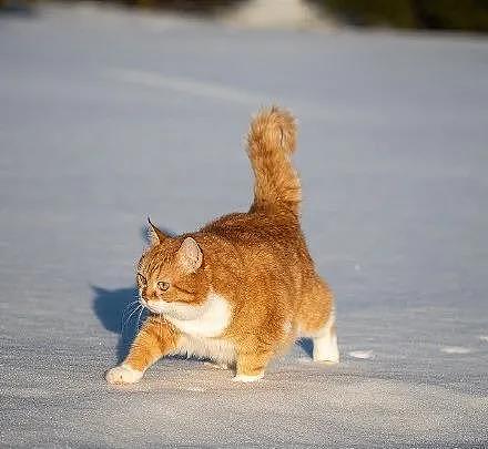 大橘被收养后逆袭成网红猫，被网友称为“梦中情猫”，吸粉无数 - 7