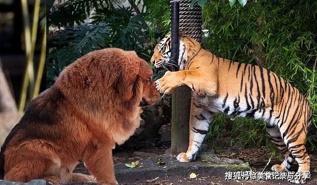 纯种藏獒能打赢最小的苏门答腊虎吗？藏獒与老虎的差距有多大？ - 7
