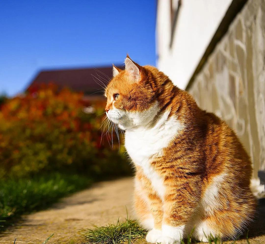 即使你阅猫无数，见到这只橘猫也会心动，真的太美了 - 19