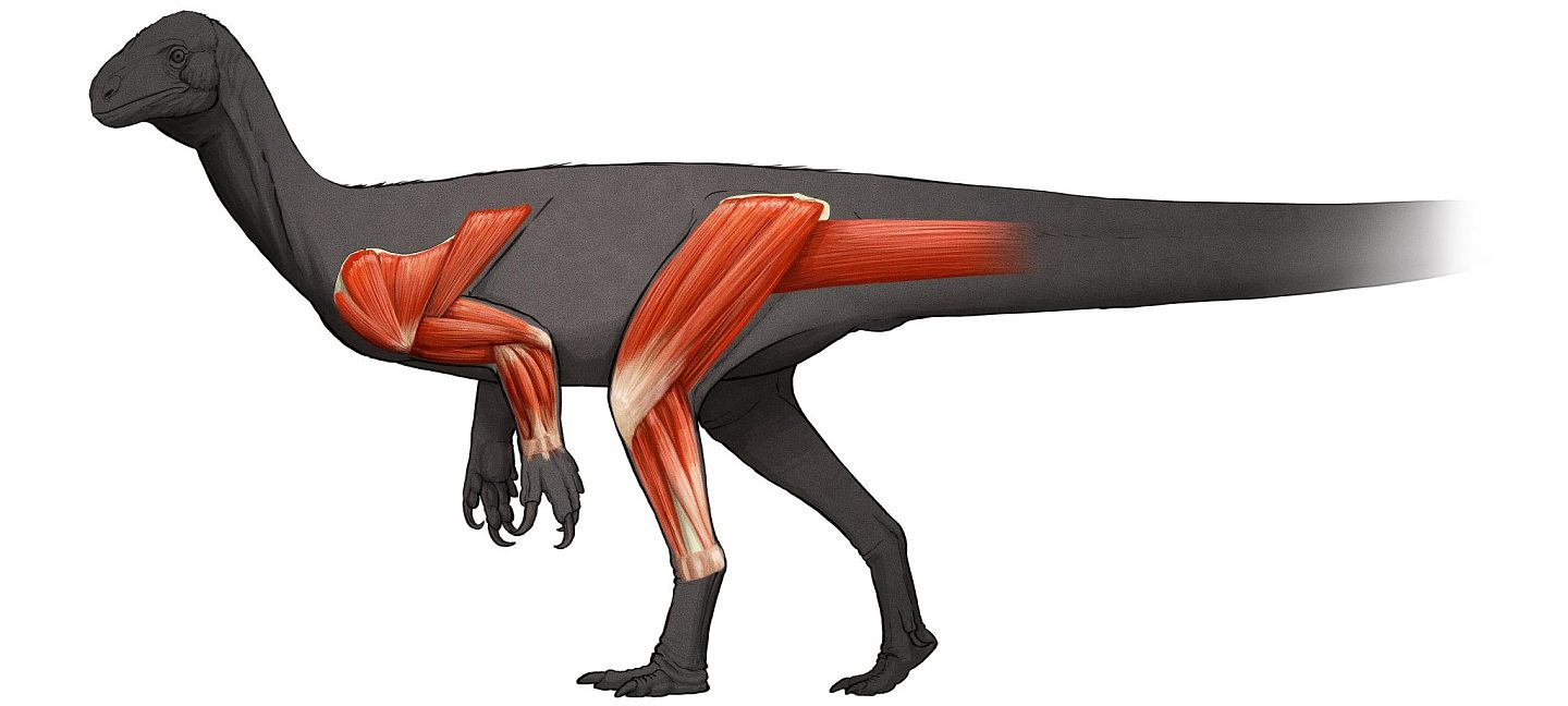 肌肉研究揭示了50吨重的蜥脚类恐龙是如何运动和进化的 - 1